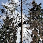 Photo n°1 de l'avis de Kristin.a fait le 13/07/2019 à 13:45 sur le  Black Forest 77776 à Bad Rippoldsau-Schapbach