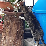 Photo n°2 de l'avis de Monica.e fait le 07/06/2022 à 08:37 sur le  Albergo Ristorante Nido Verde à Lavarone