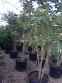 Paradise Lawn & Landscape - Photo 6 - Car repair in Lubbock, TX, Lubbock