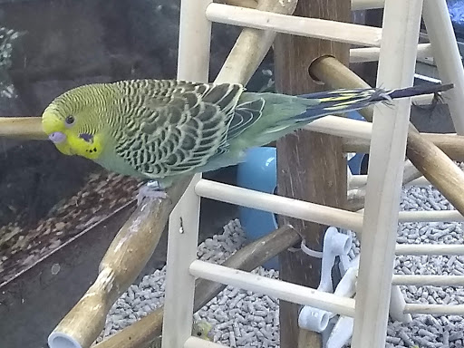 Pet Supply Store «Petco Animal Supplies», reviews and photos, 3774 N Federal Hwy, Lighthouse Point, FL 33064, USA