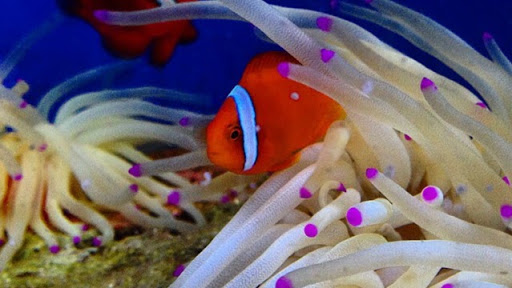 Tropical Fish Store «Hooked On Reefs», reviews and photos, 228 Hibiscus St #1, Jupiter, FL 33458, USA