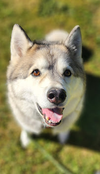 Dog Tired - Photo 5 - Car repair in , Tacoma
