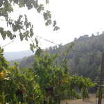 Photo n°3 de l'avis de nicola.o fait le 05/12/2018 à 14:11 sur le  La Tinaia à Canneto Pavese