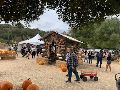 Classic Pumpkin Patch and Christmas Trees
