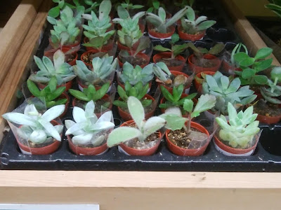 25 ++ コーナン 船橋 275531-コーナン 船橋 ペット