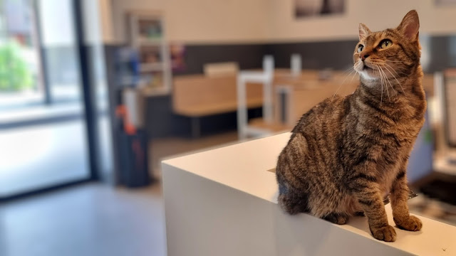 Pet Clinic Delft-Center