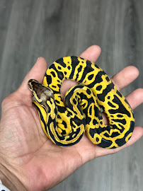 Cutting Edge Ball Pythons - Photo 8 - Car repair in Parma Heights, OH, Cleveland