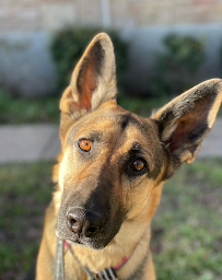 Caliber K9 - Photo 5 - Car repair in , League City