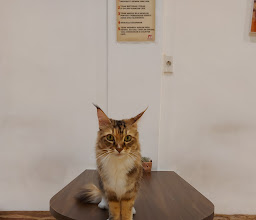Medan Pet Cafe photo