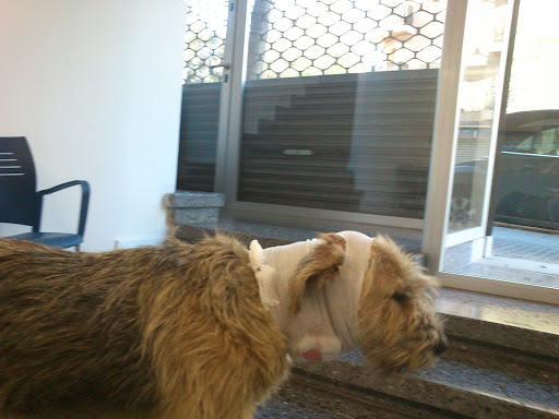 Clínica Veterinaria San Fernando, Palma de Mallorca en Palma