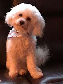 Wagz and Wigglez Mobile Pet Spa - Photo 4 - Car repair in , Hartford