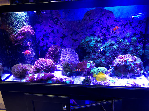 Tropical Fish Store «Hooked On Reefs», reviews and photos, 228 Hibiscus St #1, Jupiter, FL 33458, USA