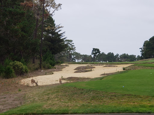 Golf Course «Poppy Hills Golf Course», reviews and photos, 3200 Lopez Rd, Pebble Beach, CA 93953, USA