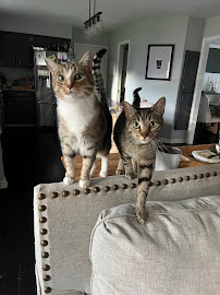 Crazy Paws Pet Sitting LLC - Photo 3 - Car repair in , Louisville