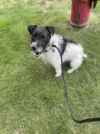 Tails N' Trails Pets - Photo 5 - Car repair in , Providence