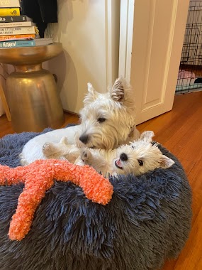 The Calming Dog Bed