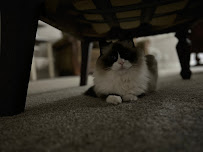 Vince Van Go! LLC - Photo 8 - Car repair in , San Tan Valley