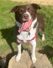 East Bay Dog Adventures - Photo 9 - Car repair in Oakland, CA, Concord