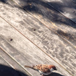 Photo n°1 de l'avis de Stefano.a fait le 13/05/2023 à 18:13 sur le  Caffè del Principato à Feriolo