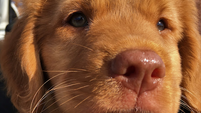 Hondenschool de Laar