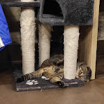 Photo n°2 de l'avis de Susanna.o fait le 08/10/2022 à 21:56 sur le  Dr. Cat - Pet Lounge Bistrot à Brescia