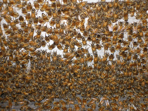 Honeybee Herbs & Apothecary image 2