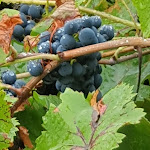 Photo n°9 de l'avis de Peter.o fait le 18/09/2019 à 12:32 sur le  Flair Hotel & Restaurant Villa Ilske à Naumburg