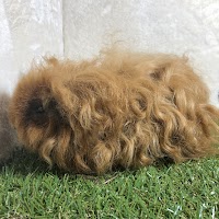 すもまる園