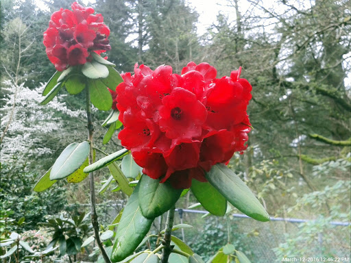 Botanical Garden «Rhododendron Species Botanical Garden», reviews and photos, 2525 S 336th St, Federal Way, WA 98003, USA