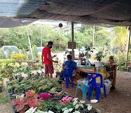 ร้านมงคลพันธุ์ไม้ระยอง photo