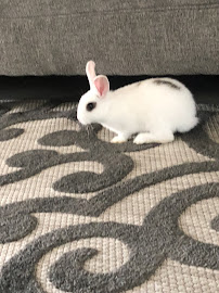 Nick’s Pets - Photo 9 - Car repair in Fort Pierce, FL, Port St. Lucie