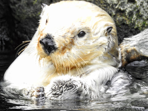 Aquarium «New York Aquarium», reviews and photos, 602 Surf Ave, Brooklyn, NY 11224, USA