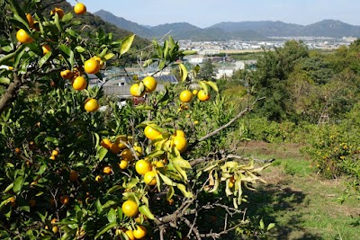 松田農園