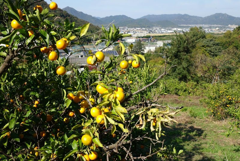 松田農園 山口県防府市大字西浦 果樹園 飲食店 グルコミ