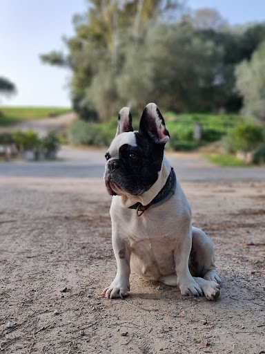Clínica Veterinaria Taraguilla en San Roque