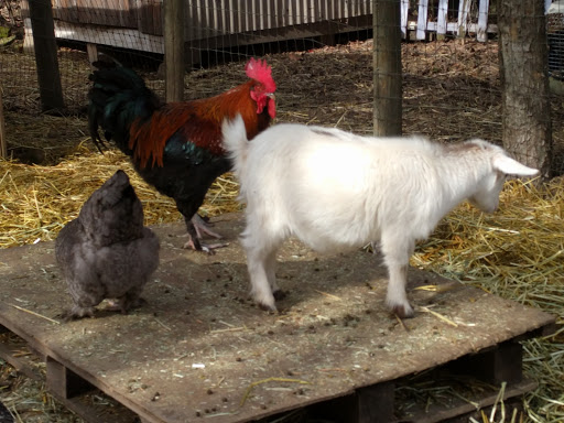 Gift Shop «Rose & Thorn», reviews and photos, 10050 Bodega Hwy, Sebastopol, CA 95472, USA