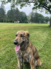 Dog's Best Friend - Photo 5 - Car repair in Milwaukee, WI, Milwaukee