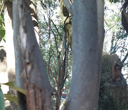 Parque Catarinas photo