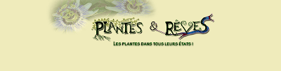 PLANTES & REVES à Aizac
