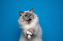 Sit & Stay With Ava J. - Photo 2 - Car repair in , Detroit