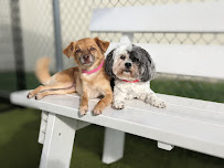 PetSuites Hamburg - Photo 4 - Car repair in Lexington, KY, Lexington