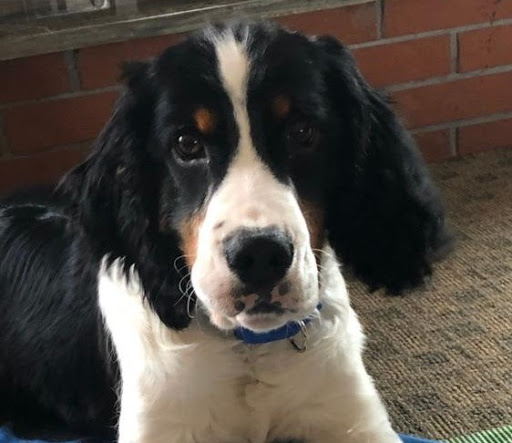 Florist «Parkview Gardens Florist & Greenhouse», reviews and photos, 1925 W Randolph St, St Charles, MO 63301, USA