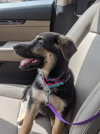 Dog Krazy, Inc. - Car repair in Fredericksburg, VA, Fredericksburg - Rated 4.8/5