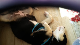 Fishguard Veterinary Services Ltd