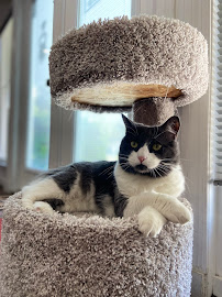 Loyal T's Pet Care - Photo 3 - Car repair in , Clearwater