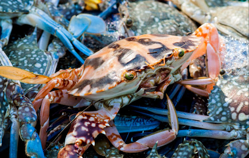 Supermarket «Island Pacific Supermarket Pittsburg», reviews and photos, 2100 N Park Blvd, Pittsburg, CA 94565, USA