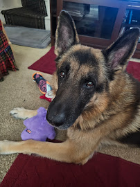 PAW-Some! Pet Sitting - Photo 4 - Car repair in , Allentown