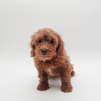 The Puppy Store Las Vegas - Photo 8 - Car repair in Las Vegas, NV, Las Vegas