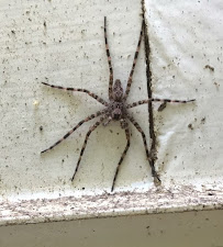 Sigma Pest Control - Photo 3 - Car repair in Fredericksburg, VA, Fredericksburg