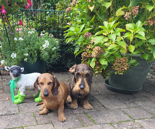 Dr. med. vet. Boris Radicke unter Hamburg, 